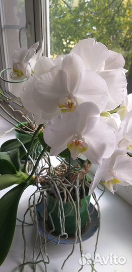 Орхидея фаленопсис