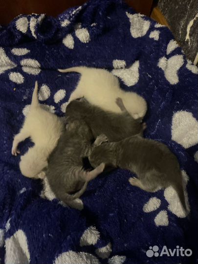 Котята в добрые руки