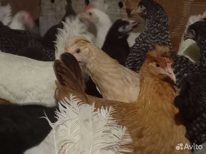 Курочки молодки