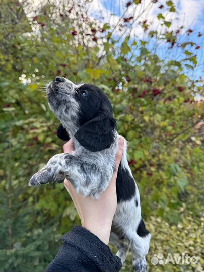 Русский спаниель