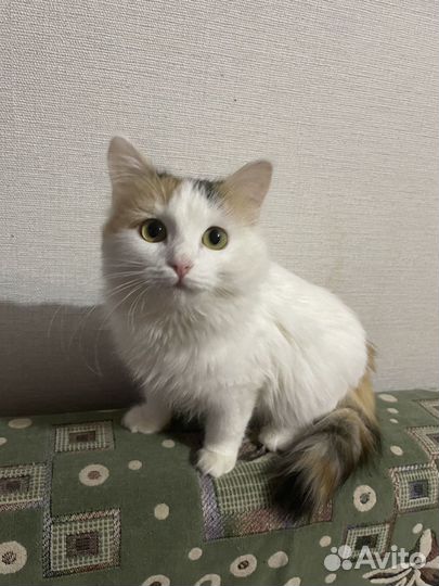 Котенок ищет дом