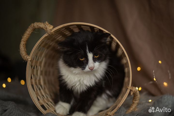 Молодой котик в добрые руки