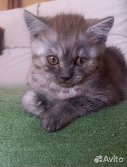 Британский кот