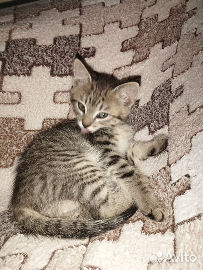Котëнок в добрые руки