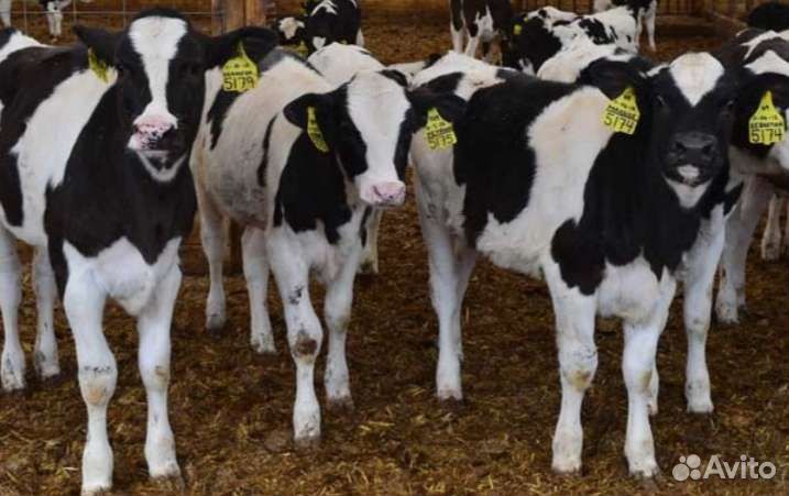 Телята бычки