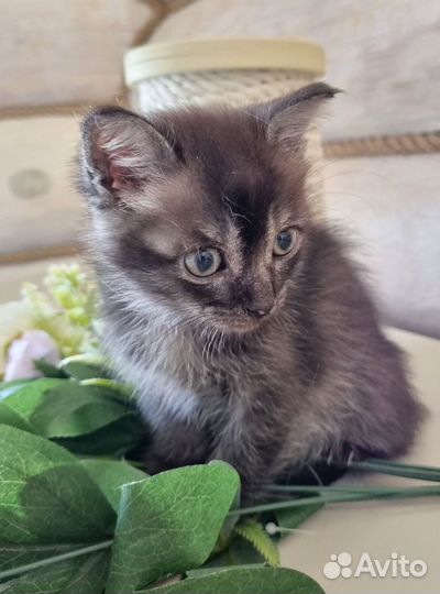 Маленький котенок от британской кошки