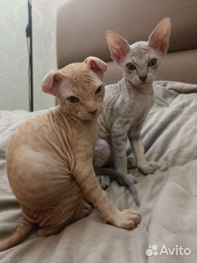 Донской сфинкс