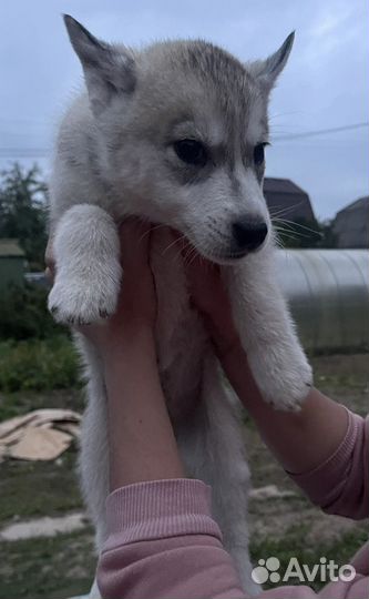 Щенки сибирской хаски