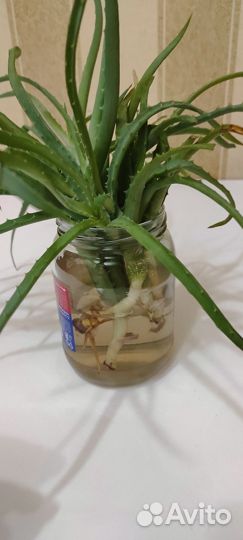 Комнатные цветы алоэ