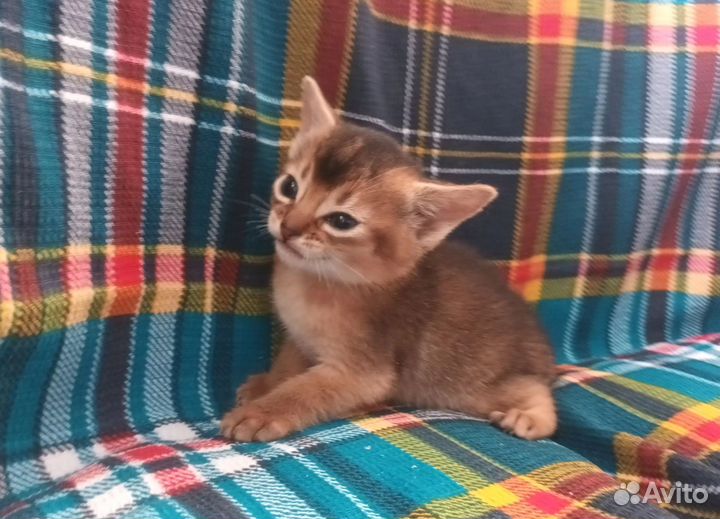 Абиссинские котята