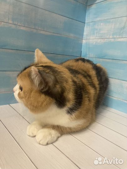 Кошечка плюшевая Майя