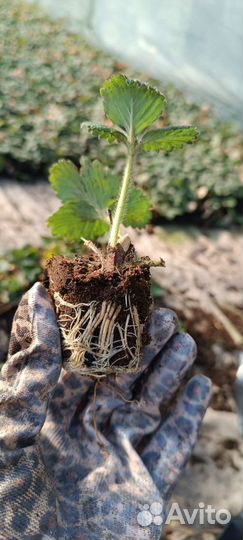 Рассада касета Крапа 10