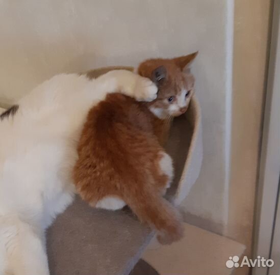 Котенок (кот) Рыжее счастье