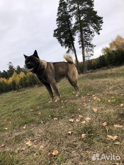 Случка собак