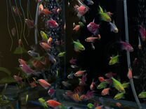 Аквариумные рыбки, растения