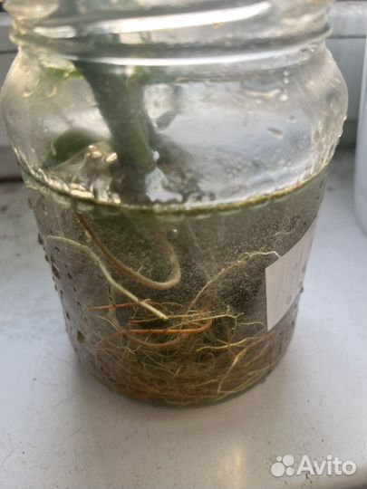 Бамбук лаки (драцена)