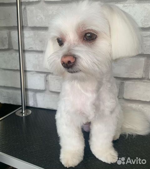 Болонка вязка