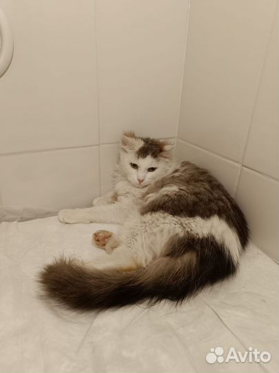 Котенок Пушок в добрые руки