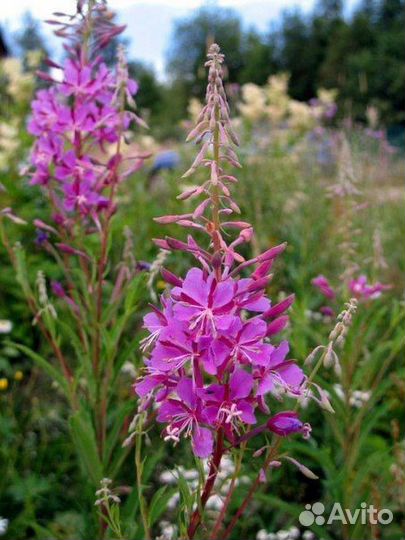 Иван чай с гор Алтая