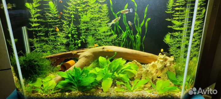 Аквариум