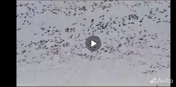 Охота на гуся