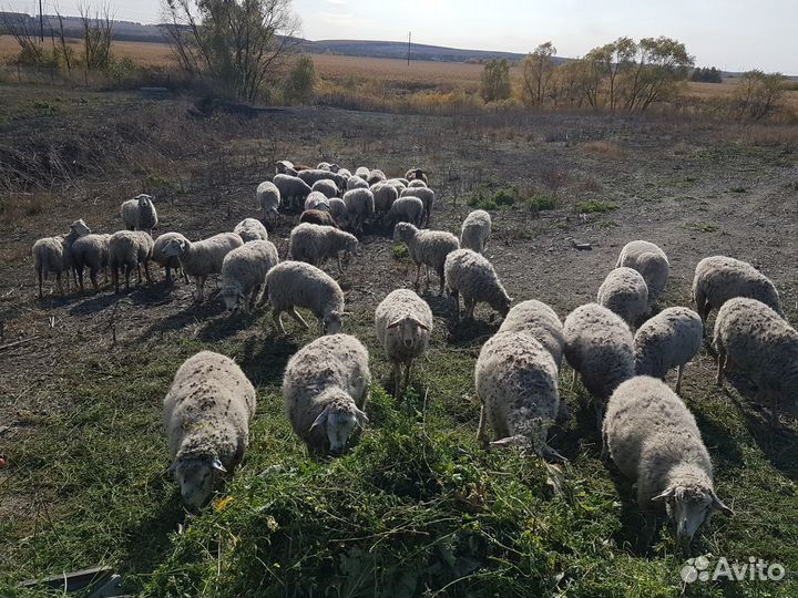 Беременные ярки и бараны Куйбышевской породы