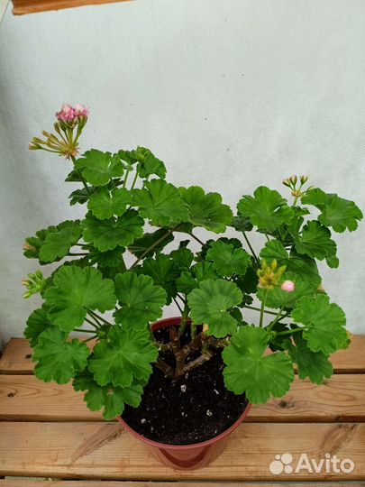 Пеларгония