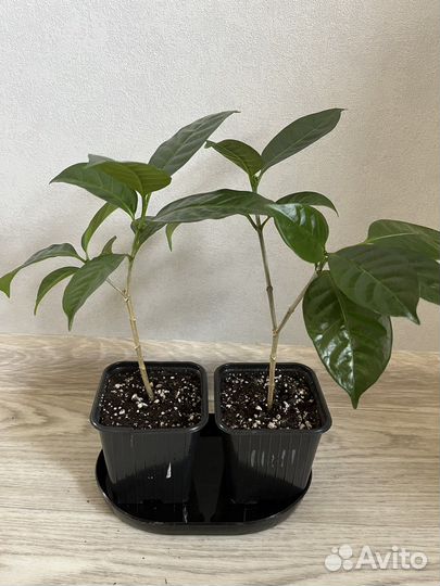 Табернемонтана