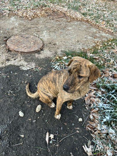 Тигровая собака