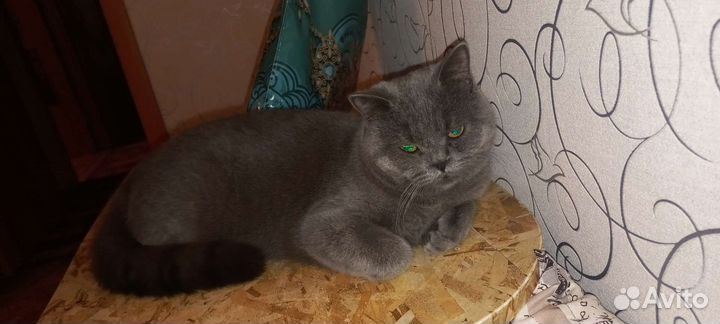 Британский кот
