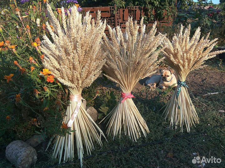 Колосья, колоски пшеницы