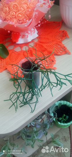 Розан, хатиора,рипсалис, каланхоэ(оленьи рожки)