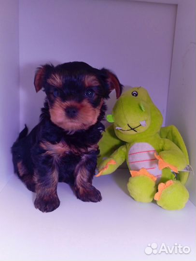 Йоркширский терьер щенки