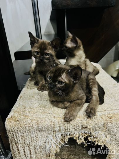 Бурманские котята