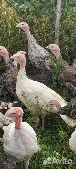 Индюки самцы