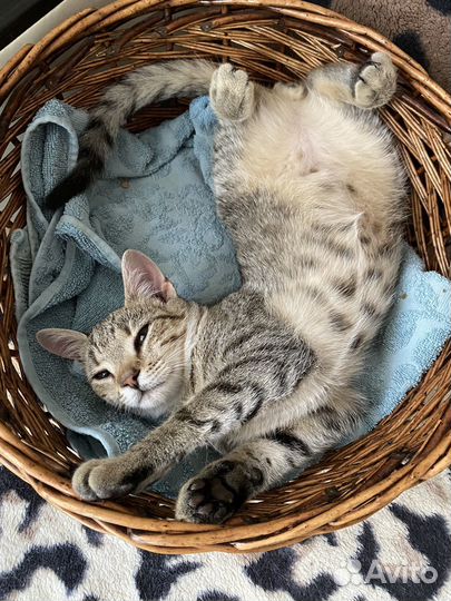 Передержка для животных