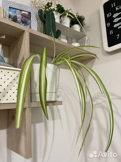 Хлорофитум