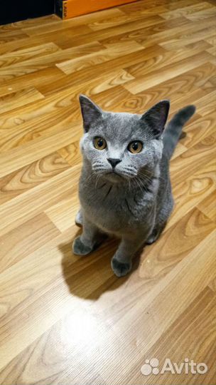 Британский кот на вязку