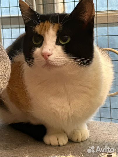 Кошка, девочка