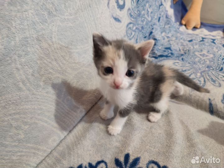 Отдам бесплатно котиков