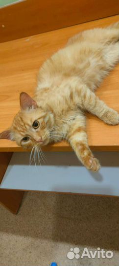 Кот в ответственные руки