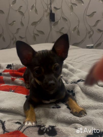 Мини той-терьер