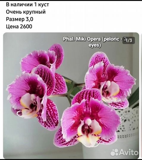 Фаленопсис бабочка