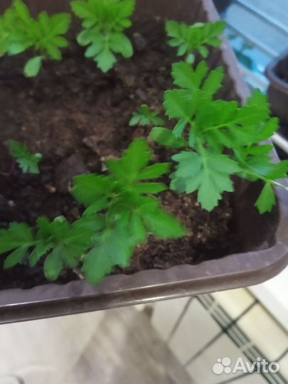 Рассада помидор