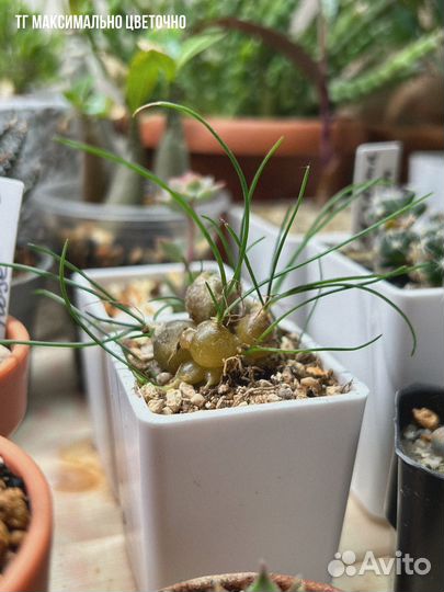 Суккуленты, drimia uniflora