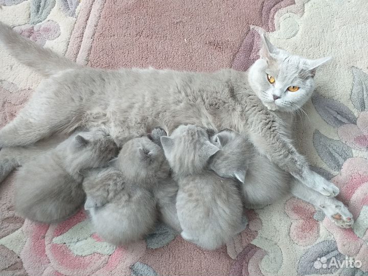Продаю британских котят