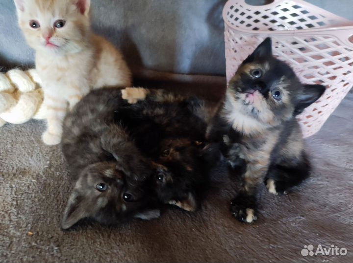 Котята в дар