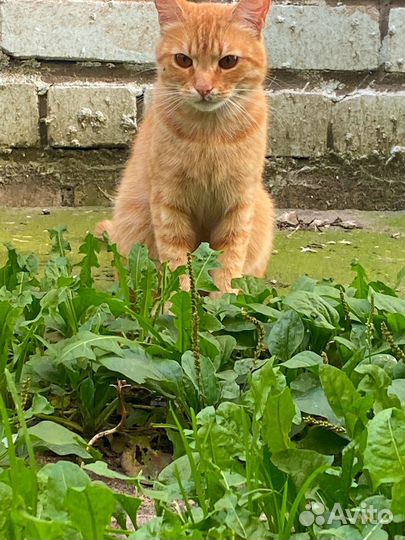 Рыжий котик ищет дом
