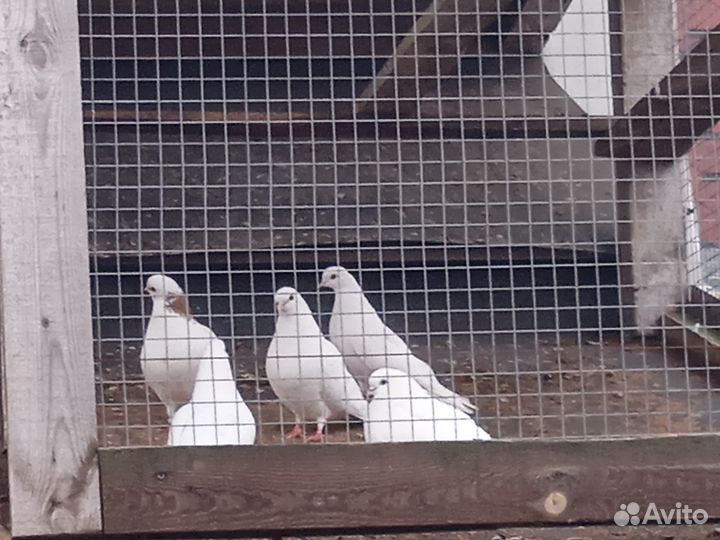 Ижевские голуби