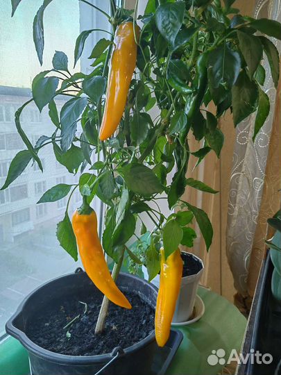 Растение Сладкого перца